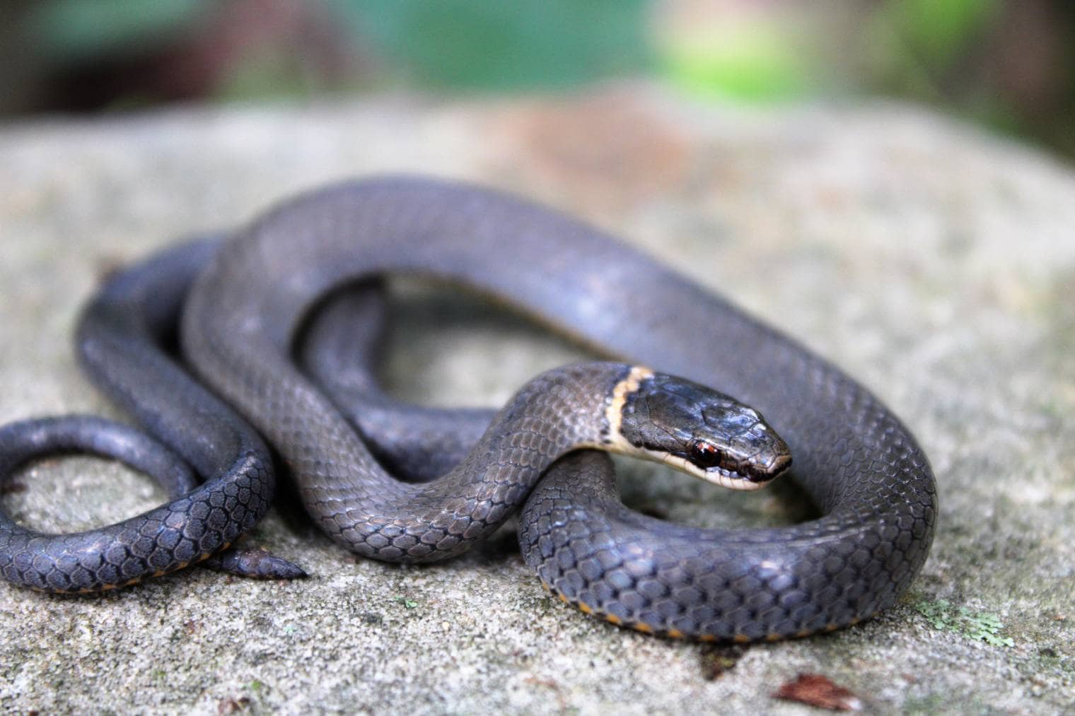 Ring-necked snake