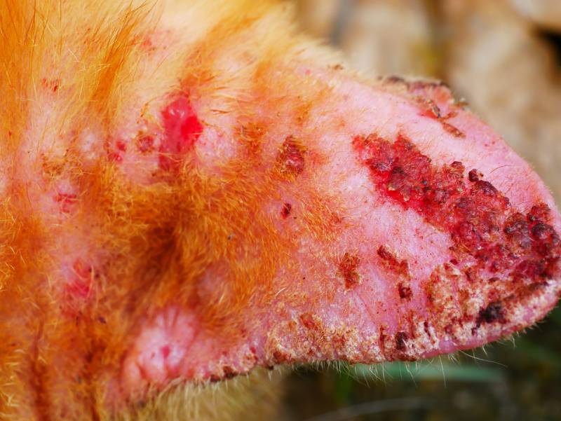 Ringworm at ear cat
