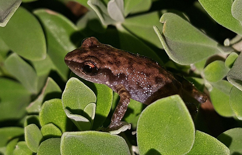 Rio Grande Chirping Frog