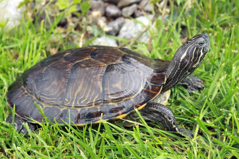 River cooter turtle