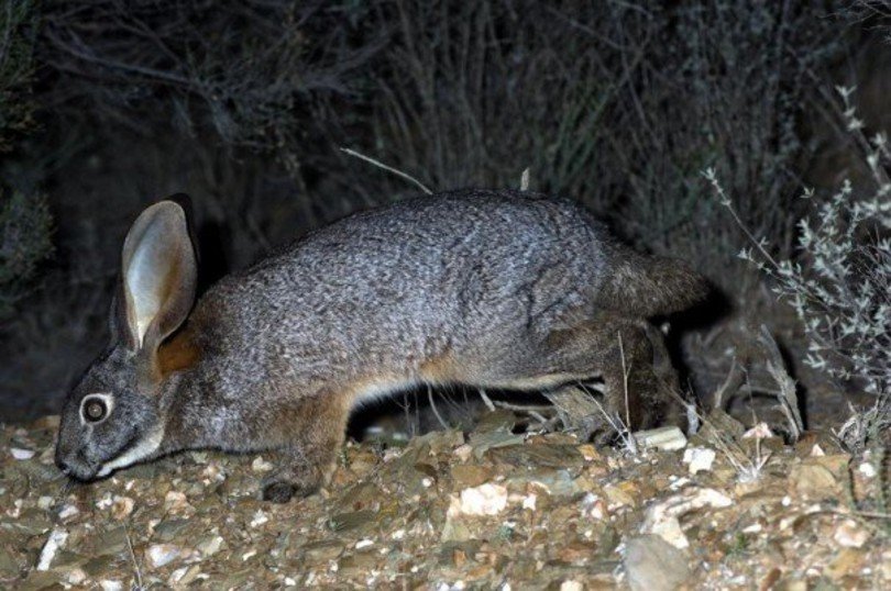 Riverine Rabbit in the wild