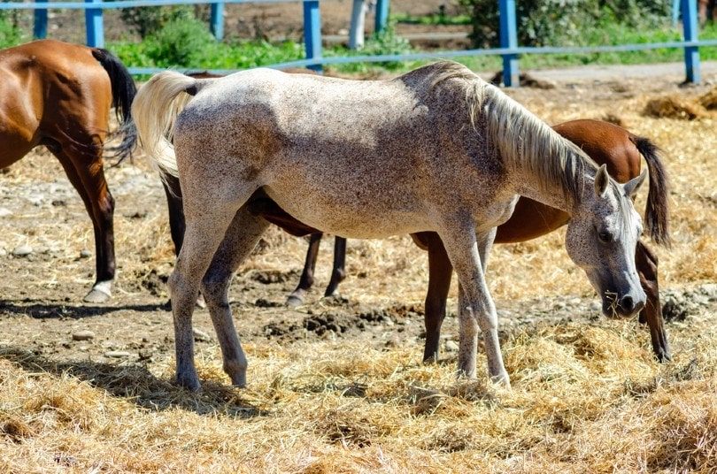 Roan Spots Horse