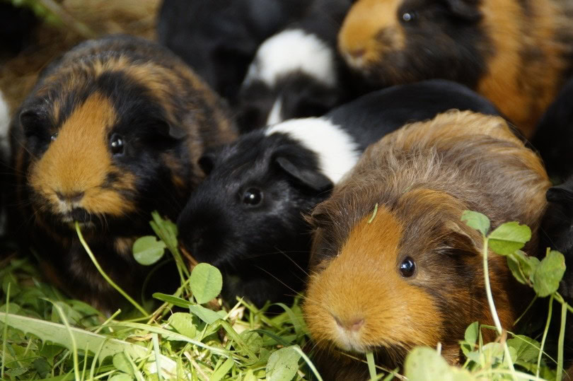 Rodents