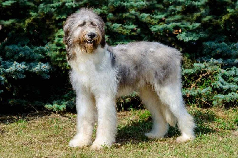 Romanian Mioritic Shepherd