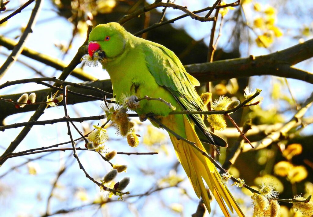 Rose Ringed Parakeet side view_Pixabay