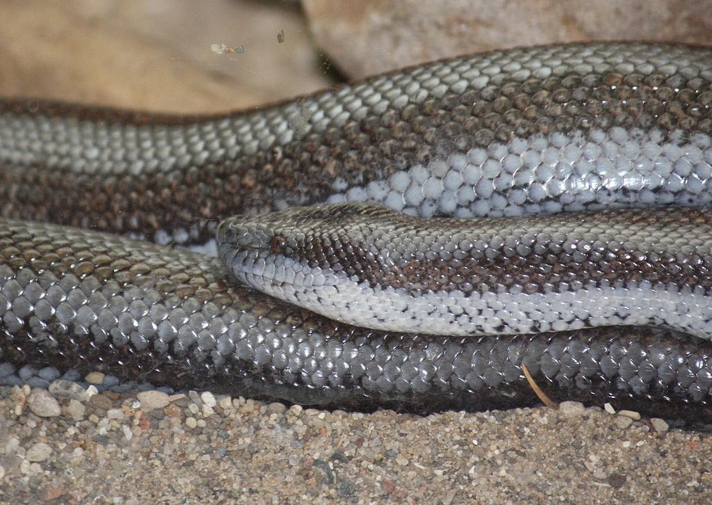 Rosy Boa