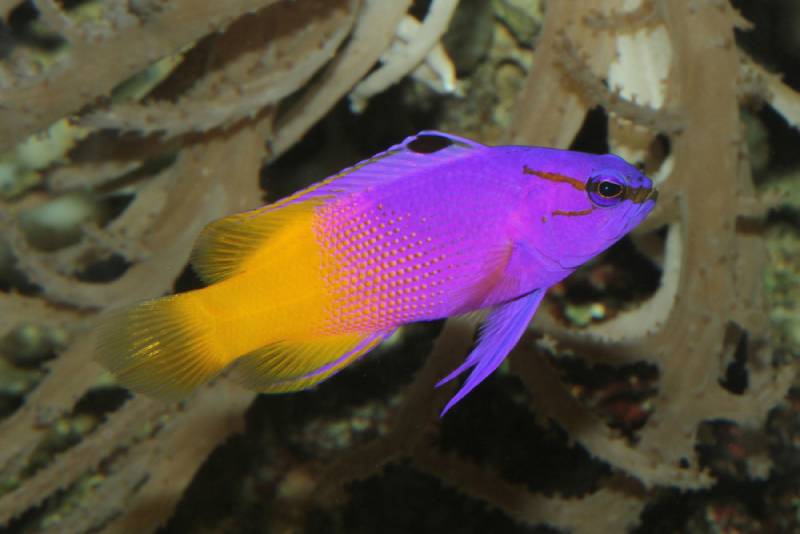 Royal Gramma in the ocean