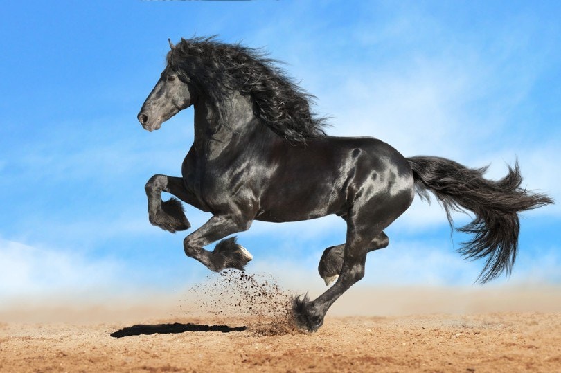 Running gallop black Friesian horse