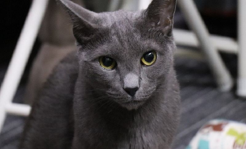 Russian Blue