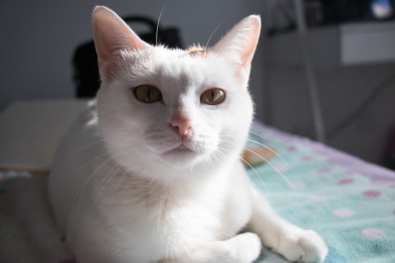 Russian White Cat