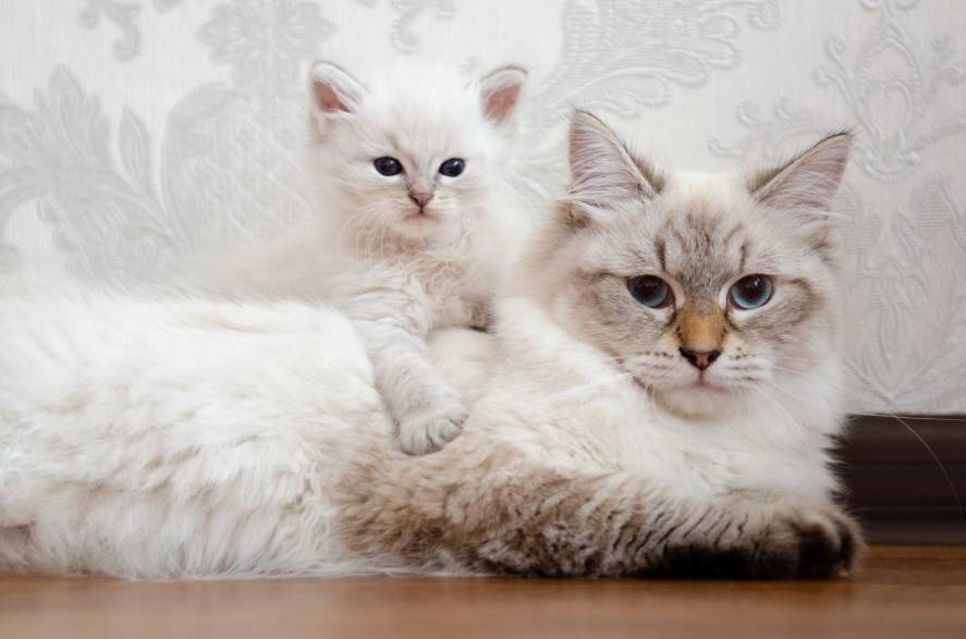 Russian White Tabby