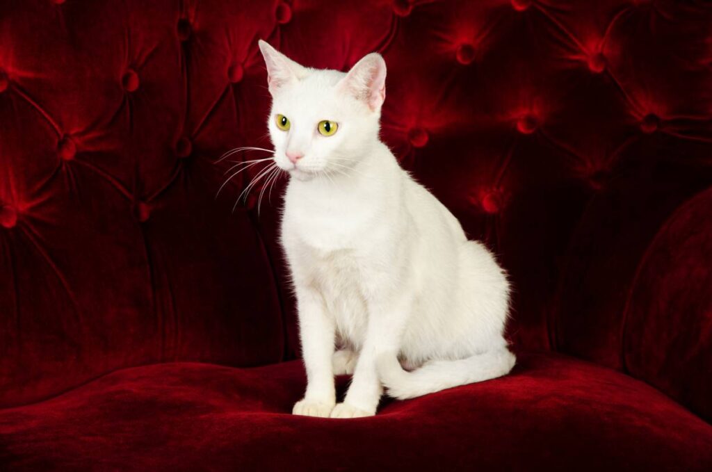 Russian White Tabby