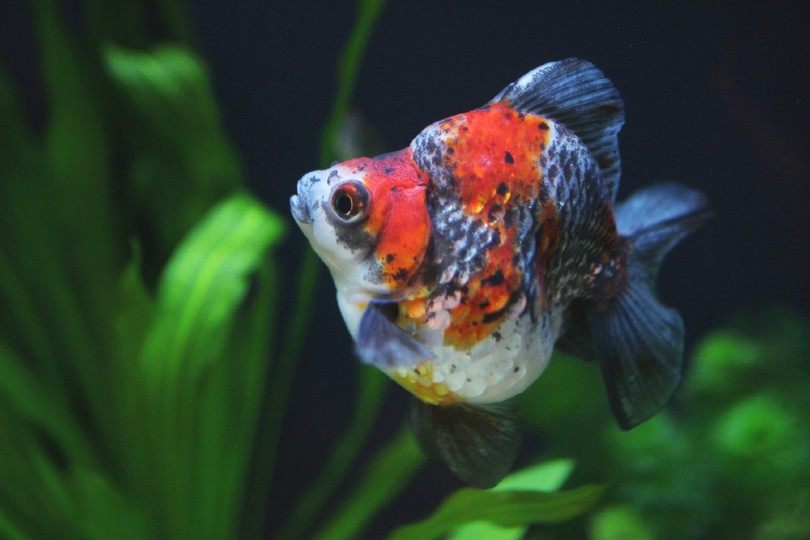 Ryukin Goldfish in aquarium