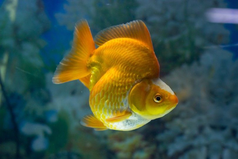 Ryukin Goldfish