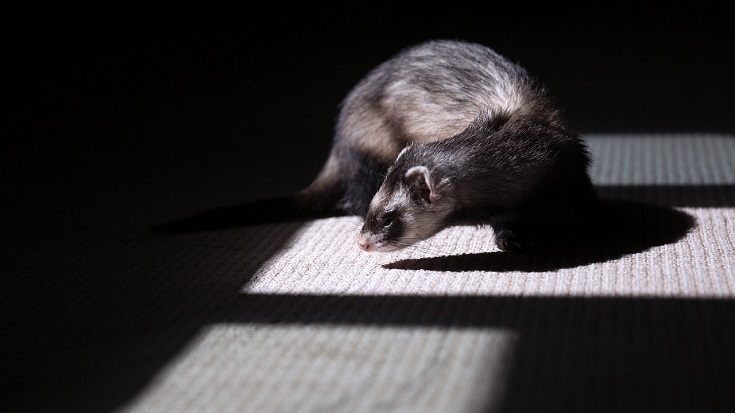 Sable Ferrets