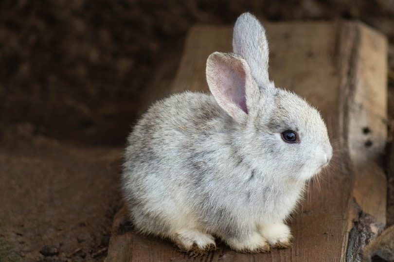 Sad Rabbit