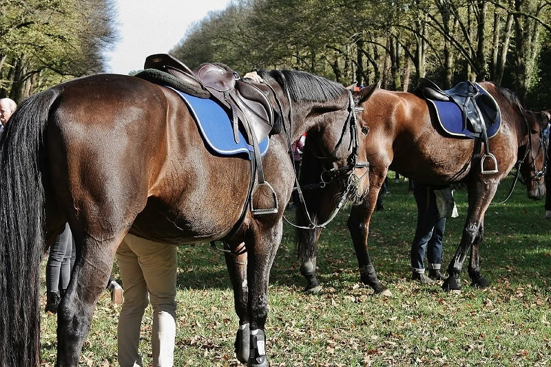 Saddle