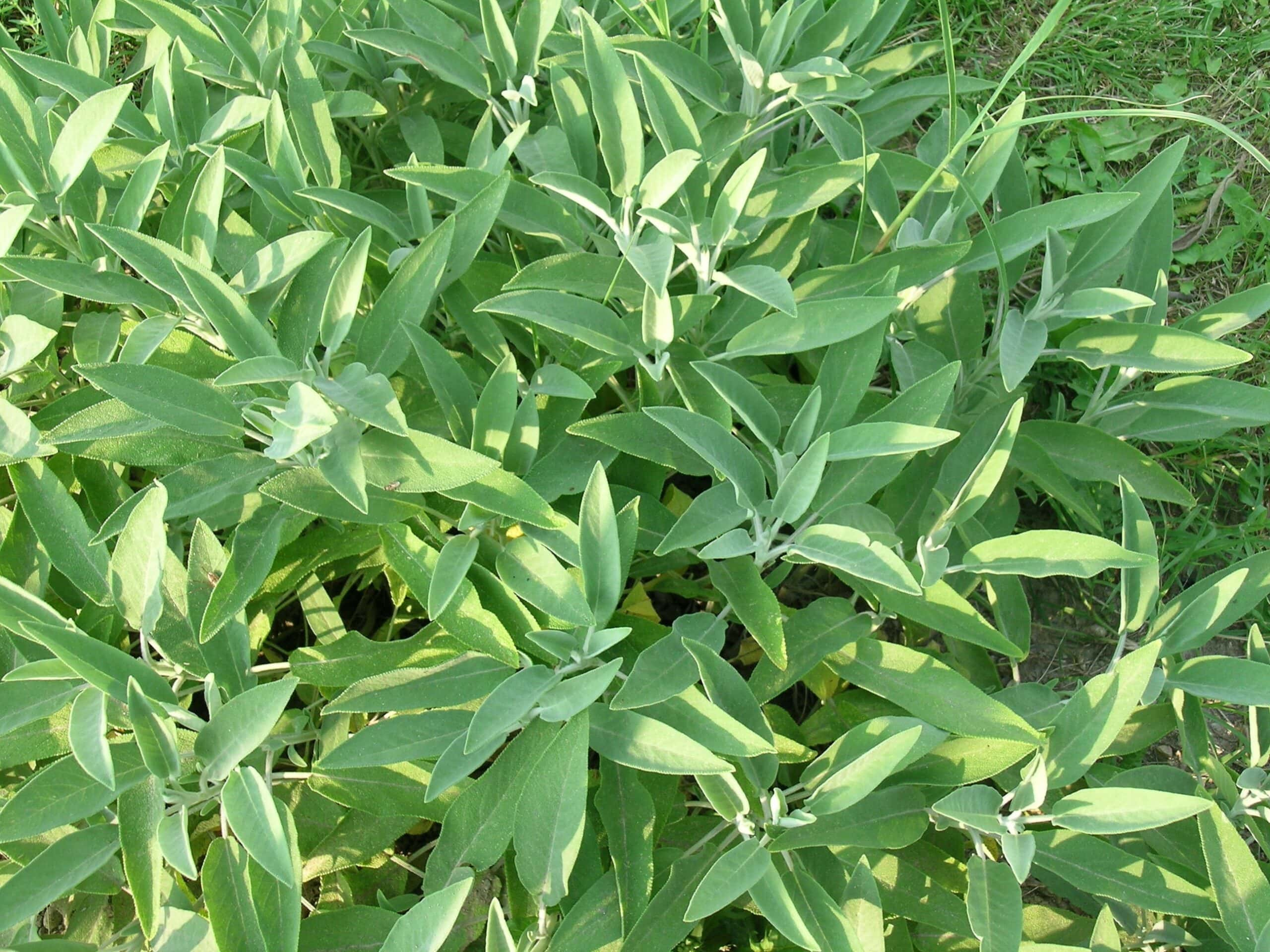 Sage