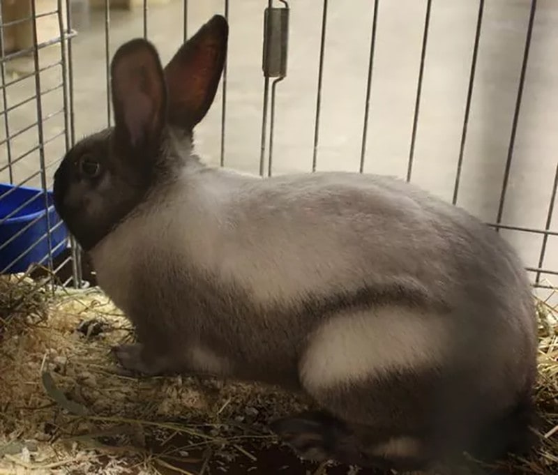 Sallander Rabbit in Cage