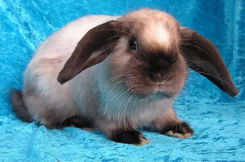 Sallander Rabiit Blue Background