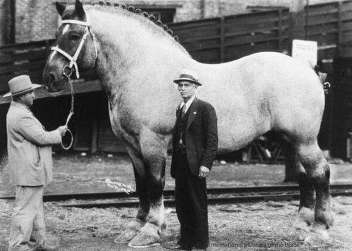 Sampson the Horse
