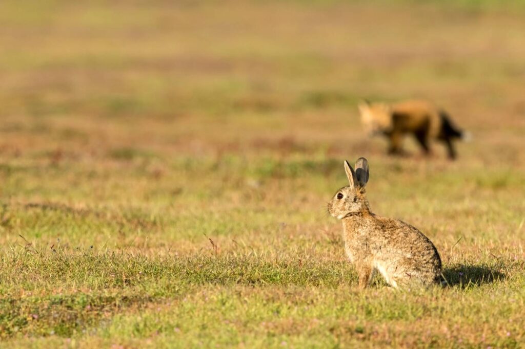San Juan Rabbit
