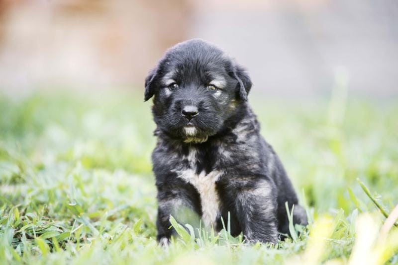 Sarplaninac puppy sitting in garden