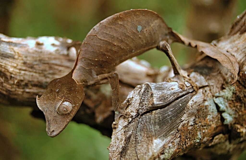 Satanic Leaf-tailed Gecko