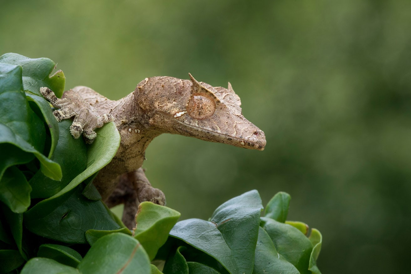 Satanic Leaf-tailed Gecko