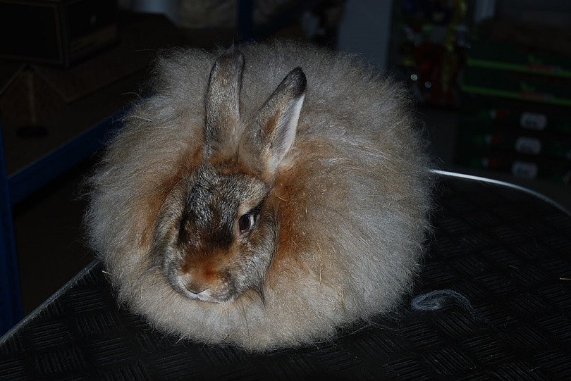 Satin Angora Rabbit