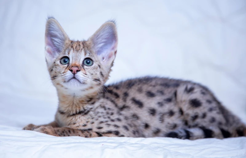 Savannah F1 cat kitten