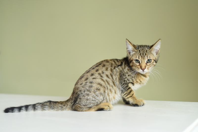 Savannah F5 kitten