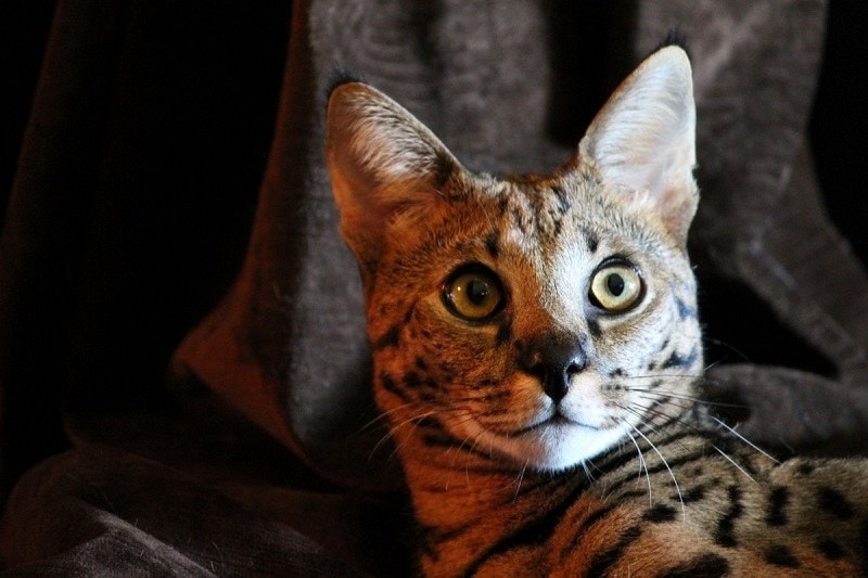 Savannah