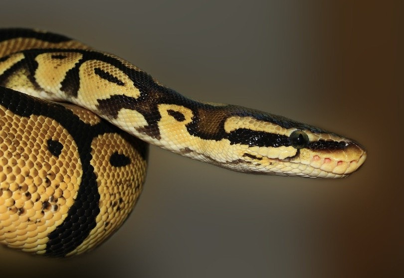 Scaleless Ball Python curled up