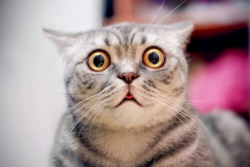 Scared-cat
