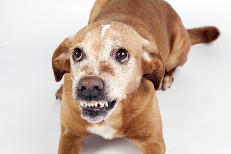 Scared dog lying on the floor