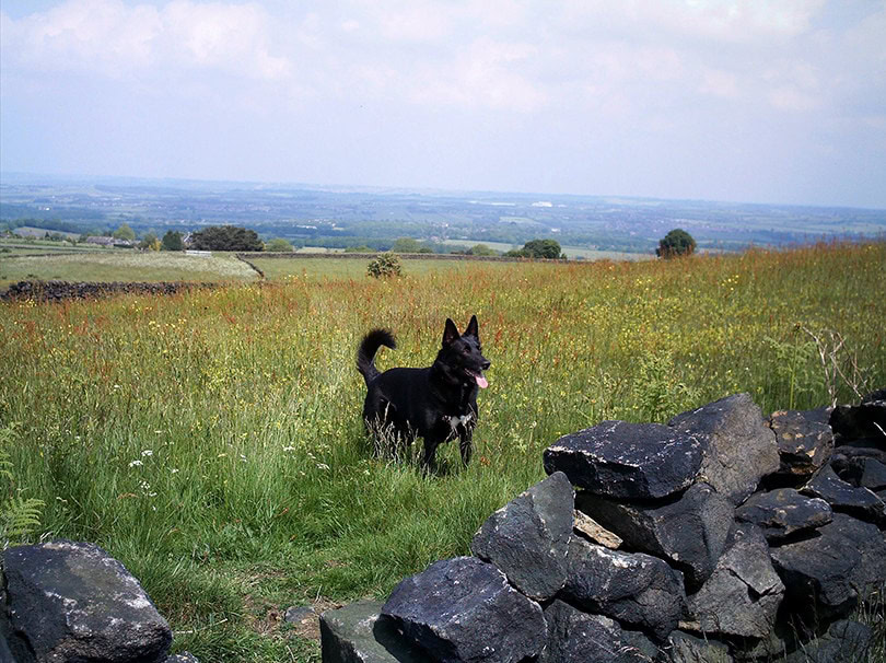 Schipperke outside