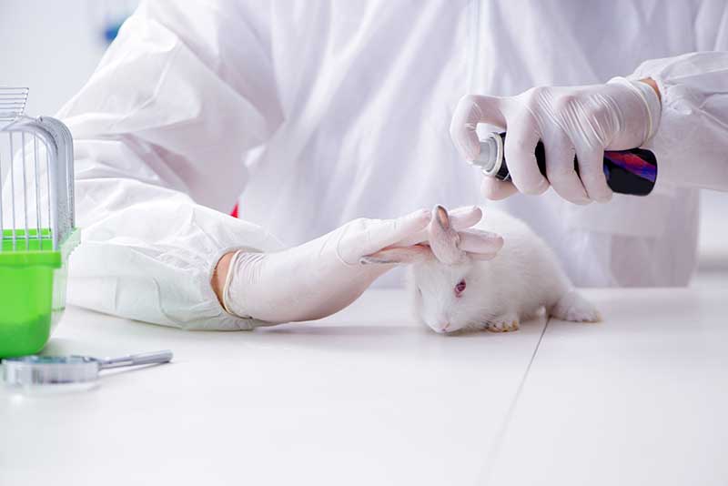 Scientist doing animal experiment in lab with rabbit