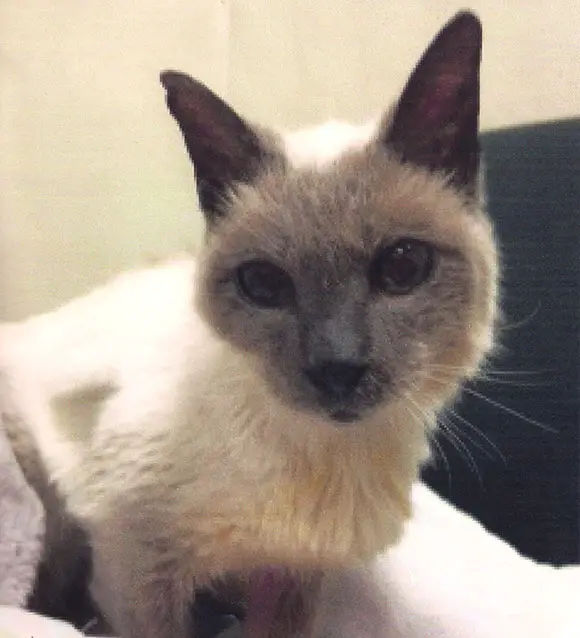 Scooter the Oldest Siamese Cat_Guinness World Records