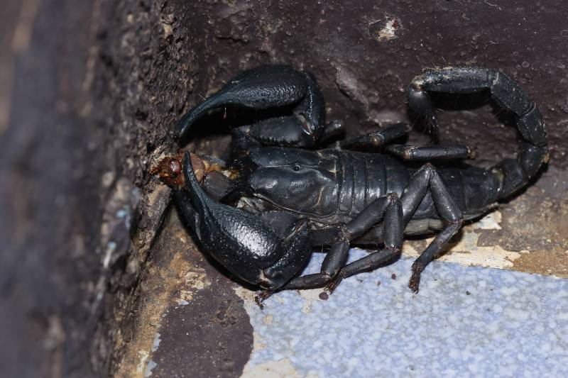 Scorpion eating