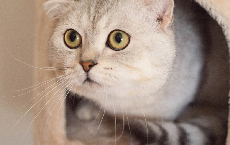 Scottish Fold