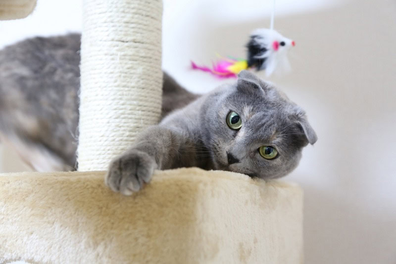 Scottish Fold Cat