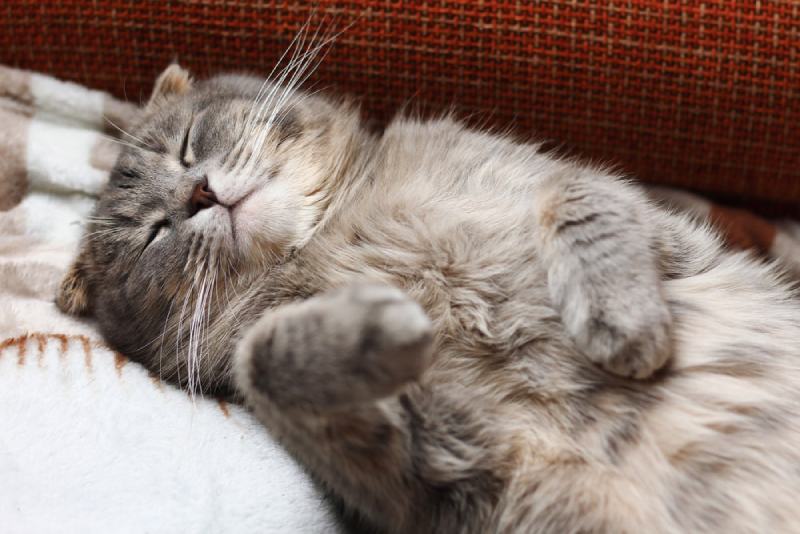 Scottish Fold sleeping on back