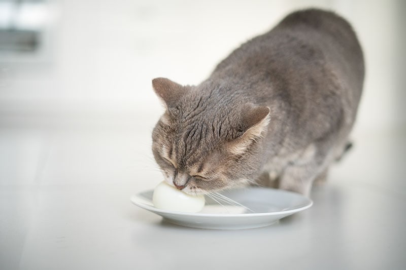 Scottish cat eating an egg