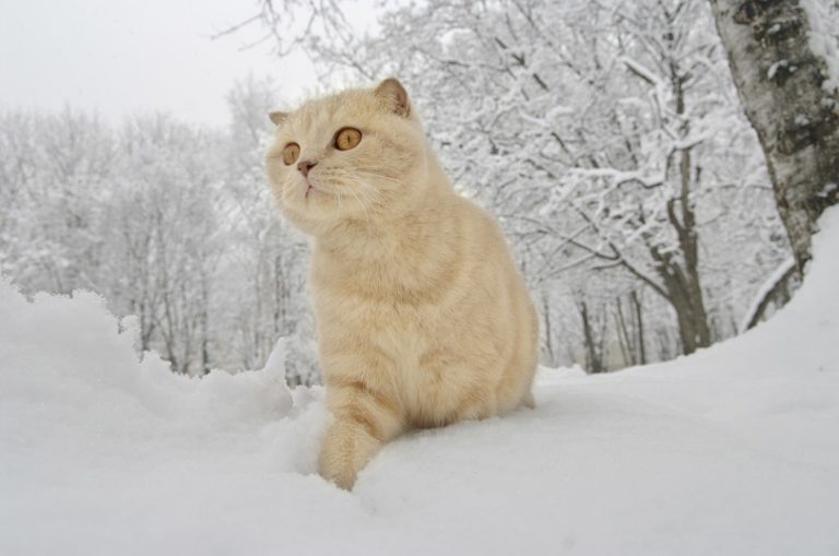 Scottish fold cat_shutterstock_papa1266