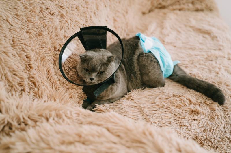 Scottish fold-eared cat is lying on the sofa in a plastic collar and diaper