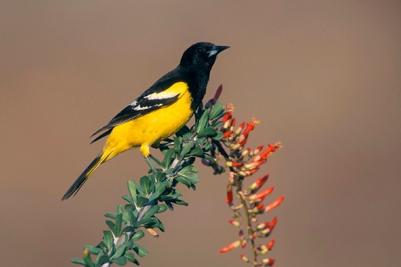 Scott’s Oriole on a plant