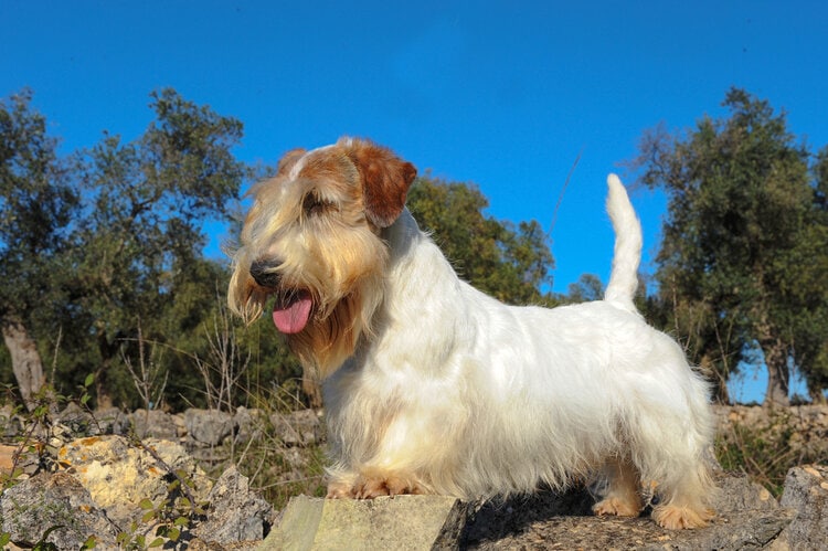 Sealyham Terrier outside