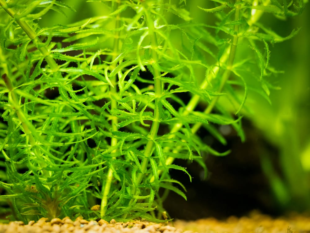 Anacharis in tank
