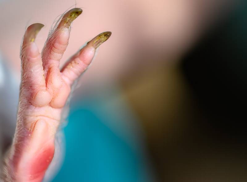 selective focus on foot pads and nails of a guinea pig back paw